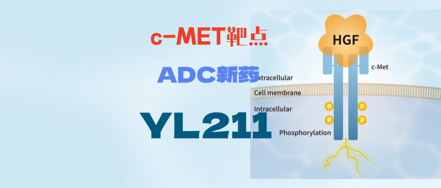 【ADC新药】大厂背书！不限治疗线数，不限表达！多线肺癌的ADC新药，YL211成为c-MET的新一代ADC药物